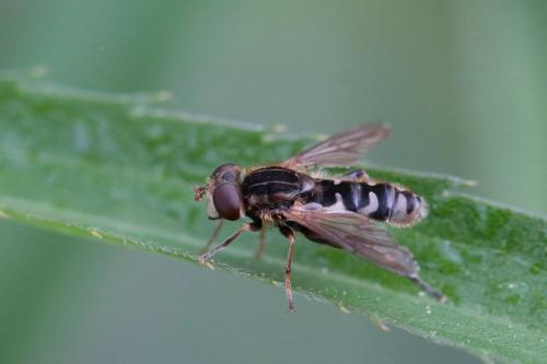 Anasimyia interpuncta